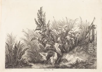 Wasser-Ampfer, Studie