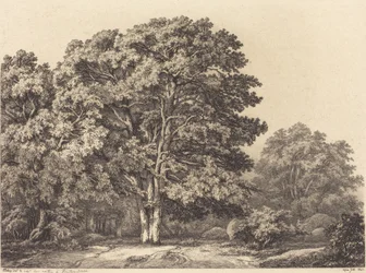 Eingang zu einem Wald