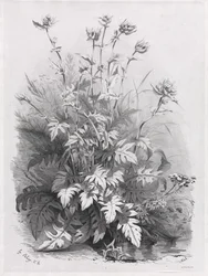 Gruppen verschiedener Pflanzen nach der Natur gezeichnet: Nr. 7, 1848