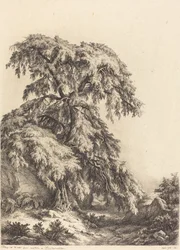 Wacholderbaum