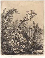Kleine Wasserkresse mit Winde