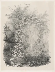 Pflanzen und Efeu an einem Bach