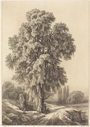 Der Ulmenbaum