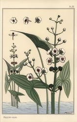 Botanische Illustration des Pfeilkrauts, Sagittaria sagittifolia