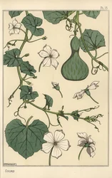 Botanische Illustration des Kürbisses