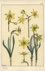 Botanische Illustration der Jonquille, Narcissus jonquilla, mit Darstellung der Blütenteile