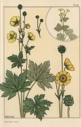 Butterblume, botanische Studie