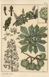 Kastanienbaum botanische Studie