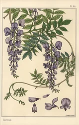 Glyzinie botanische Studie