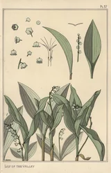 Maiglöckchen, botanische Studie