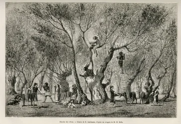 Die Olivenernte in der Region Amphissa, Zeichnung von E. Guillaume, um die Geschichte von Henri Belle: Reise nach Griechenland zu illustrieren.
