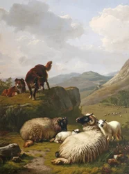 Schafe und Hunde
