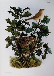 Gartengrasmücke (Sylvia hortensis), Gravur von Oscar Dressler, aus Naturgeschichte der Vögel, die in der Lombardei nisten, von Eugenio Bettoni (1845-1898), Italien