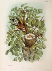 Illustration aus Eugenio Bettonis "Naturgeschichte der Vögel, die in der Lombardei nisten" mit Darstellung der Europäischen Stieglitzfamilie (Carduelis carduelis), von Oscar Dressler