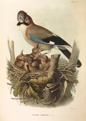Illustration aus Eugenio Bettonis "Naturgeschichte der Vögel, die in der Lombardei nisten" darstellend Eichelhäher (Garrulus glandarius), von Oscar Dressler