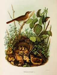 Illustration aus Eugenio Bettonis "Natural History of Birds that Nest in Lombardy" (Nachtigall)