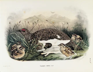 Illustration aus Eugenio Bettonis "Natural History of Birds that Nest in Lombardy" (Rock Ptarmigan)