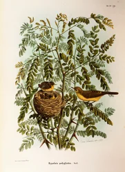 Illustration aus Eugenio Bettonis "Natural History of Birds that Nest in Lombardy" (Melodious Warbler)
