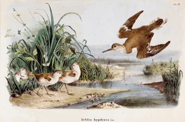 Darstellung des Bekassinen-Schnepfenläufers (Actitis hypoleuca) (Chromolithographie)