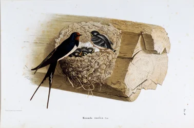 Darstellung des Schwalbennests (Hirundo rustica oder Schwalbe) (Chromolithographie)