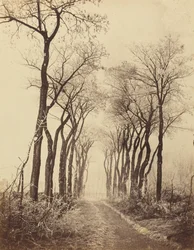 Straße und Bäume mit Raureif