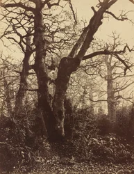 Baumstudie, Fontainebleau, 1860