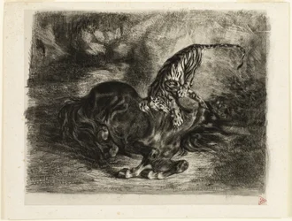 Wildes Pferd von einem Tiger niedergebracht
