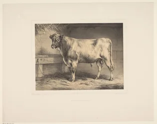 Stier