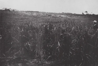 Brasilien: Ein Reisfeld, San Paolo