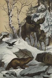 Tiere und Pflanzen Lapplands