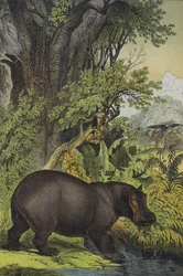 Tiere und Pflanzen des Sumpfwaldes im Sudan