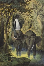 Tiere der sumpfigen Wälder des Sudan