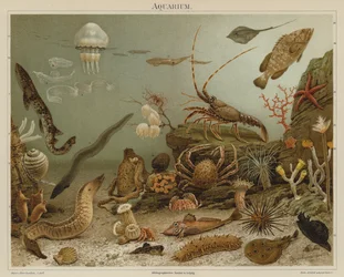 Aquarium