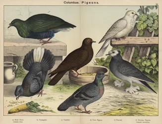Columbae, Tauben