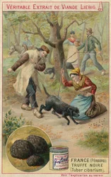 Frankreich (Perigord): Schwarzer Trüffel (Tuber cibarium)
