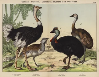Hühnervögel, Laufvögel, Stelzvögel, Trappe und Strauße