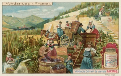 Weinlese in Frankreich