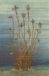 Gruppe von Tubularia Indivisa