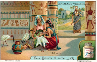 Heiliger Ibis im alten Ägypten