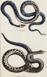 Schlangen (Farblithografie)