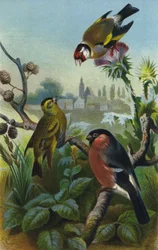 Stieglitz, Zeisig und Gimpel