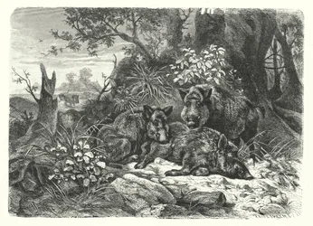 Der wilde Bär