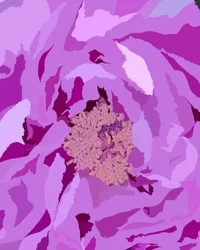 Baumpfingstrose