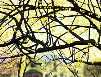 Gelber blühender Baum, Brooklyn