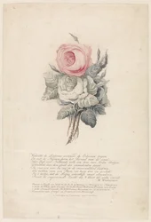 Rosen