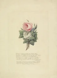 Rosen mit den Silhouetten der königlichen Familie, 1816