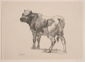 Stehendes Kalb