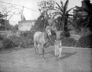 Mann mit einem Pferd, Alipore, Indien, 1905-1906