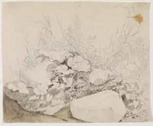 Pflanzen und Felsen (Detailstudie)