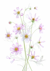 Ätherische rosa Kosmeen